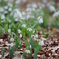 Snowdrop