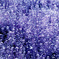 Crowd