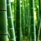 竹林