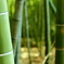 竹林