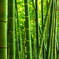 竹林