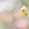 花恋♡