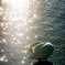 Shower of the Light