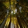 竹藪を照らす光