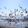 The birds