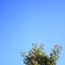 澄んだ冬空