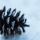 pine cones