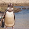 ペンギン
