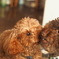 キッス