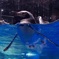 ペンギン