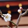 京都　早春の梅