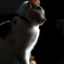 弥勒ボキャッツ