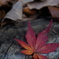 紅葉