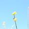 蕾