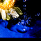 water drop daisy 06