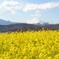 菜の花盛り