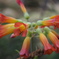 異国の花