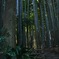 竹ジャングル