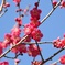 小春日和