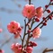 小春日和