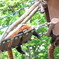 旭山動物園のアライグマ？