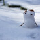 ちいさな雪だるまさん