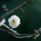 春、夢開く②