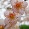 雨にぬれる梅の花