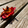 dead flower