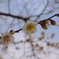 梅の花