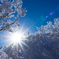 樹氷と太陽のコラボ
