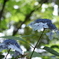 雨紫陽花
