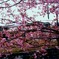 鎌倉 '14.3.12 桜⑦