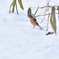 春雪の中で