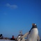 ペンギンの雪歩き