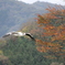 コウノトリ
