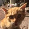 迷い猫