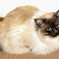 うちの猫