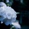 純白（紫陽花）