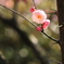 紅梅