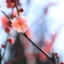 紅梅