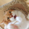 ねこ