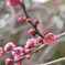 梅の花