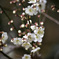梅の花