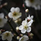 梅の花