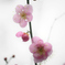 梅の花