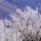 丹沢氷華