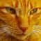 猫顔アップ