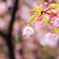 河津桜