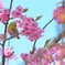 サクラサク
